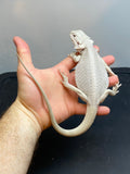 #606 male, hypo, leatherback, Wero (Witblits, and Zero), possible het trans Bearded Dragon