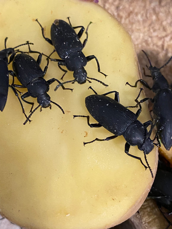Adult Superworm Beetle (Darkling Beetle)