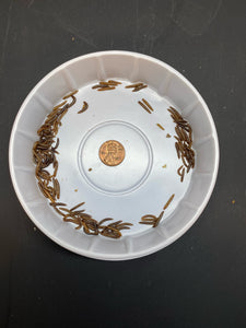 Lesser Mealworm larva (these are small 1/2- 3/4 inch)
